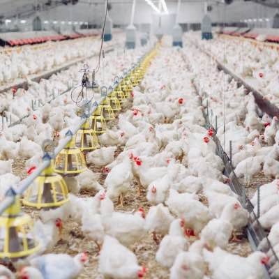 aire acondicionado industrial para granjas industriales